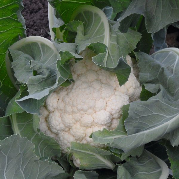 Blumenkohl Goodman - Foto bejo Samen GmbH