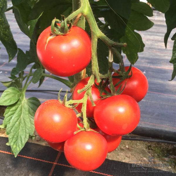 Tomate Cindel F1 - normalfrüchtige Tomate
