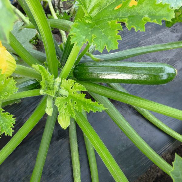 Zucchini Ladoga F1 - Foto bejo Samen GmbH