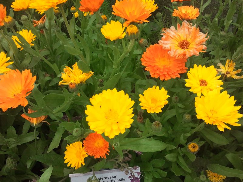 Calendula officinalis Fiesta Gitana Mix - ungebeizt