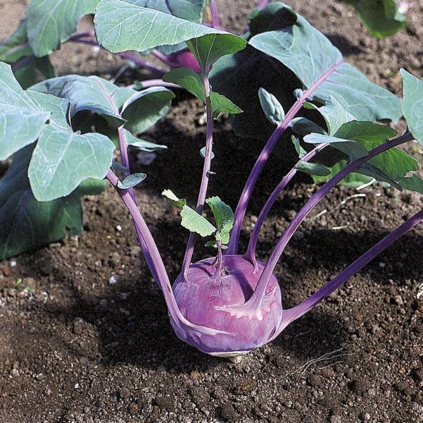 Kohlrabi Azur Star blau Bio