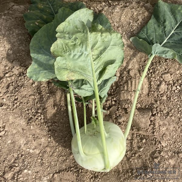 Kohlrabi Eder F1 - Bio