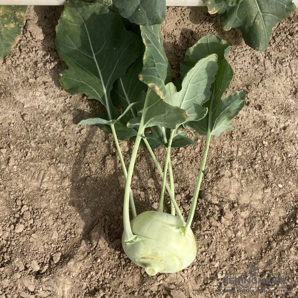 Kohlrabi Lech F1