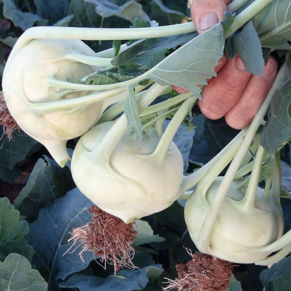 Kohlrabi Kordial F1 - Foto bejo Samen GmbH