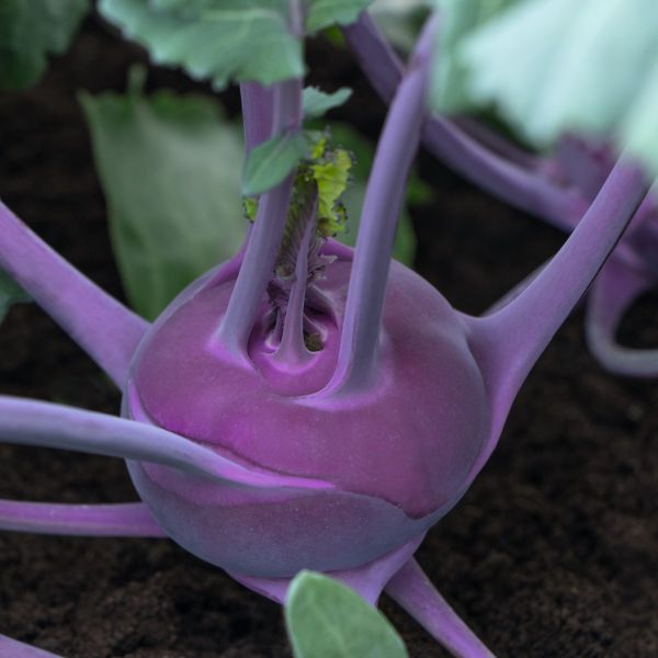 Kohlrabi Kolibri F1 - Foto bejo Samen GmbH