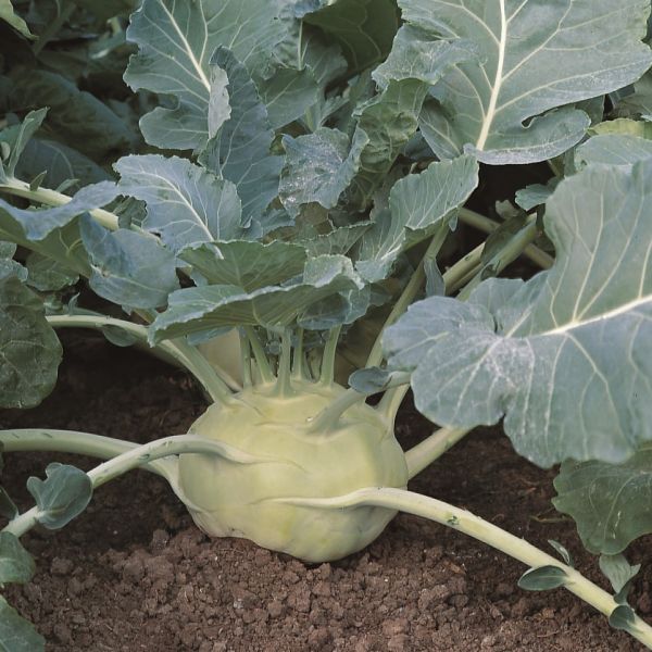 Kohlrabi Kossak F1 - Foto bejo Samen GmbH