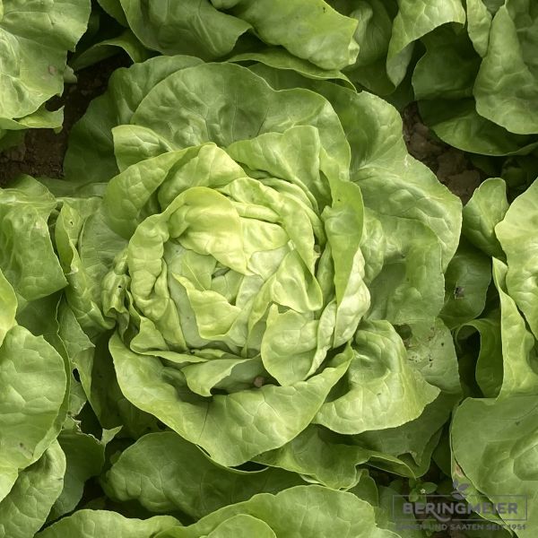 Grüner Kopfsalat Treibkopfsalat Gambetta - Bio