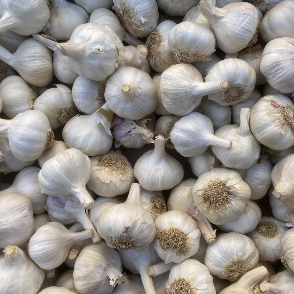 Pflanzknoblauch Flavor - aus konventioneller Erzeugung