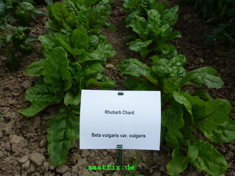 Mangold (Vulkan) Rhubard Chard - Bio