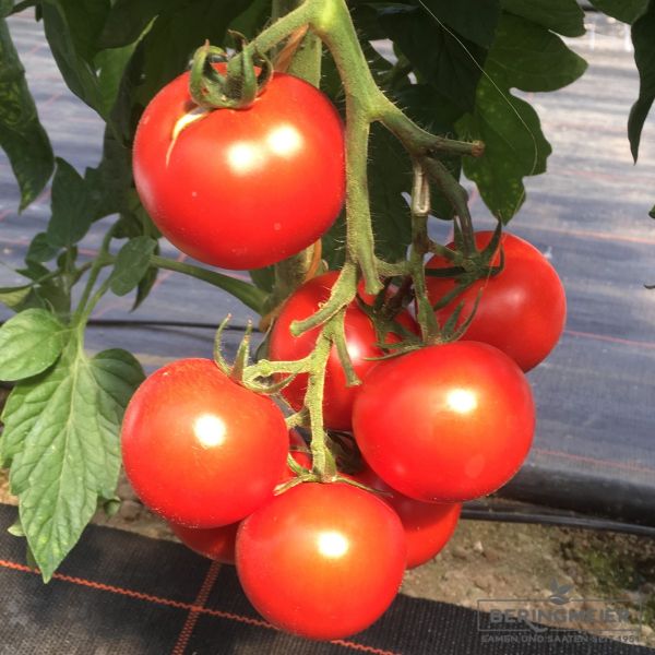 Normalfrüchtige Tomate Rougella F1 RZ