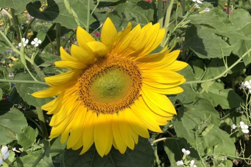 Sonnenblumen Herbstschönheit (Autumn Beauty) - ungebeizt