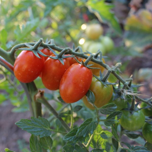 Datteltomate Fortunato F1 - ungebeizt