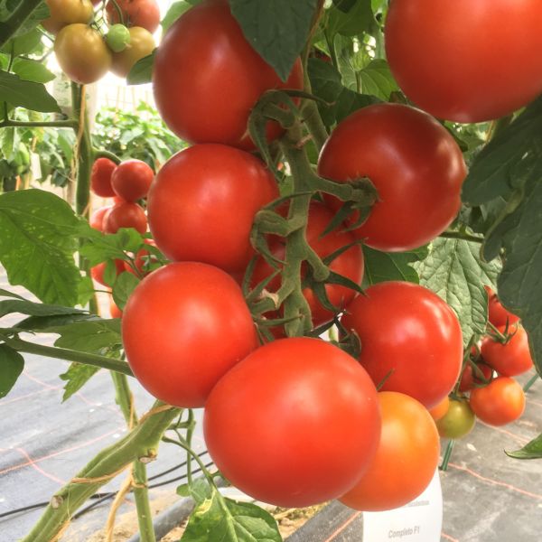 Normalfrüchtige Tomate Hamlet F1 - Bio