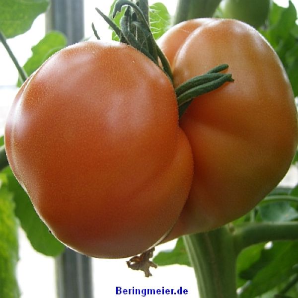 Fleischtomate Fantasio F1