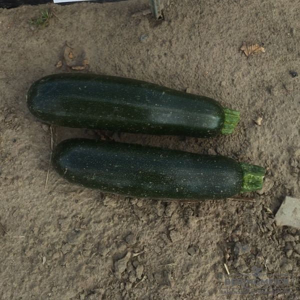 Zucchini Cora F1