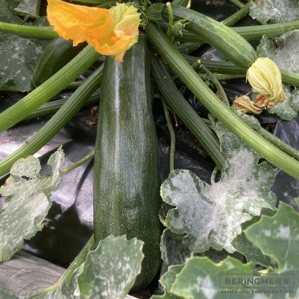 Zucchini Fenna F1 - Bio